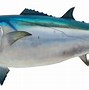 Gambar Ikan Tuna